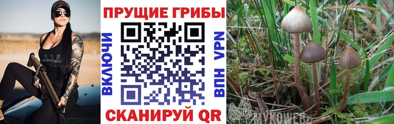 купить наркотики сайты  Кущёвская  Псилоцибиновые грибы Cubensis 
